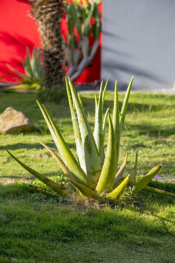 Fleurs De Canne Piscines Privees Льо Мул Екстериор снимка